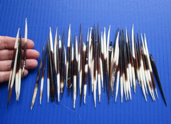 Grade B 3 to 3-7/8 inches Wholesale fat Porcupine Quills (semi cleaned) for sale - 50 pcs @ $.35 each; 100 pcs @ $.30 each