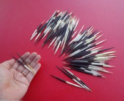 2 to 3 inches Wholesale fat Porcupine Quills for sale - 50 pcs @ $.50 each; 100 pcs @ $.45 each