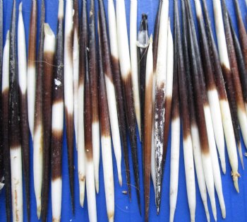 Grade B 3 to 4-7/8 inch Wholesale fat Porcupine Quills (semi cleaned) for sale - 50 pcs @ $.35 each; 200 pcs @ $.25 each