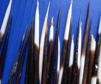 Grade B 3 to 3-7/8 inches Wholesale fat Porcupine Quills (semi cleaned) for sale - 50 pcs @ $.35 each; 100 pcs @ $.30 each