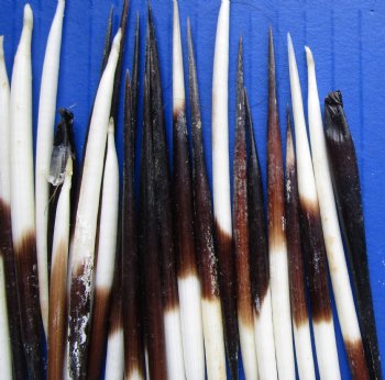 Grade B 3 to 3-7/8 inches Wholesale fat Porcupine Quills (semi cleaned) for sale - 50 pcs @ $.35 each; 100 pcs @ $.30 each