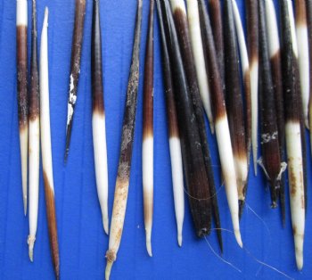 Grade B 3 to 3-7/8 inches Wholesale fat Porcupine Quills (semi cleaned) for sale - 50 pcs @ $.35 each; 100 pcs @ $.30 each