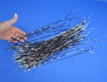 7 to 18 inch very thin porcupine quills wholesale - 100 @ .30 each  