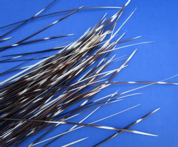 7 to 18 inch very thin porcupine quills wholesale - 100 @ .30 each  