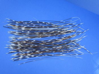 7 to 18 inch very thin porcupine quills wholesale - 100 @ .30 each  