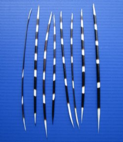 Wholesale Thick African Porcupine Quills (Good Clean Quills) 8 inches to 10 inches - 50 pcs @ $1.10 each; 200 pcs @ $1.00 each