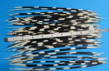 50 Thin Wholesale African Porcupine Quills 8 inches to 9-7/8 inches - 50 pcs @ $.80 each; 100 pcs @ $.72 each