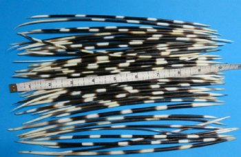 100 Thin African Porcupine Quills 8 to 10 inches - 100 pcs @ .72 each