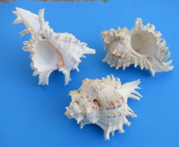 Wholesale Murex Ramosus Giant Murex shells, 6 inches - 2 pieces @ $3.00 each; 12 pcs @ $2.70 each 