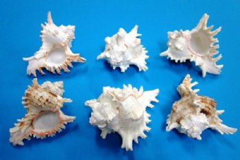 6 inches Wholesale Murex Ramosus Shells - Case: 36 @ $2.25 each 