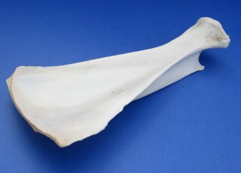 Wholesale African Kudu Scapula/Shoulder blade bone 11 to 14 inches - $13.50 each