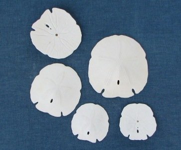 Wholesale Sand Dollars for Crafts - Arrowhead and Keyhole