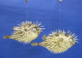 Porcupine fish or Porcupine blowfish with sharp spines 8"-9" -  Box of 36 pcs @ $4.25 each 