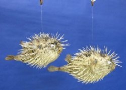 Porcupine fish or Porcupine blowfish with sharp spines 8"-9" -  Box of 36 pcs @ $4.25 each 