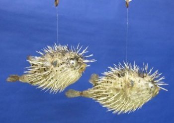 8" - 9" Wholesale Porcupine Blowfish or Porcupine fish With Sharp Spines - Packed 10 @ $4.75 ea  