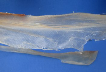 Wholesale Natural Deer Sinew, 15 to 24 inches - 2 pcs @ $8.75 each; 8 pcs @ $7.85 each