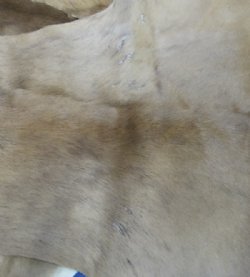 Wholesale African Springbok Skins Hide Rug for African Themed Decor  - $52.00 each; 5 pcs @ $46.00 each