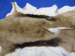 Wholesale African Springbok Skins Hide Rug for African Themed Decor  - $52.00 each; 5 pcs @ $46.00 each