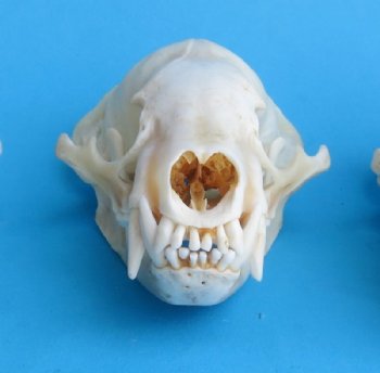 Wholesale badger skulls from North America 4 to 4-3/4 inches - $55 each; 6 pcs @ $49 each (skulls glued shut, not whitened)