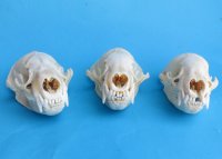 Wholesale badger skulls from North America 4 to 4-3/4 inches - $55 each; 6 pcs @ $49 each (skulls glued shut, not whitened)