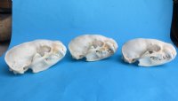 Wholesale badger skulls from North America 4 to 4-3/4 inches - $55 each; 6 pcs @ $49 each (skulls glued shut, not whitened)