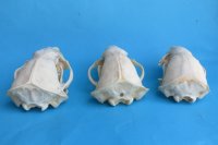 Wholesale badger skulls from North America 4 to 4-3/4 inches - $55 each; 6 pcs @ $49 each (skulls glued shut, not whitened)