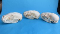 Wholesale badger skulls from North America 4 to 4-3/4 inches - $55 each; 6 pcs @ $49 each (skulls glued shut, not whitened)