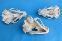 Wholesale badger skulls from North America 4 to 4-3/4 inches - $55 each; 6 pcs @ $49 each (skulls glued shut, not whitened)