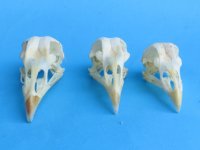 Wholesale chicken skulls for sale 2-3/4" - 3-1/4" - $17.00 each; 6 or more @ $15.00 each