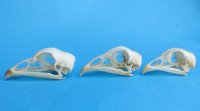 Wholesale chicken skulls for sale 2-3/4" - 3-1/4" - $17.00 each; 6 or more @ $15.00 each