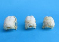 Wholesale chicken skulls for sale 2-3/4" - 3-1/4" - $17.00 each; 6 or more @ $15.00 each