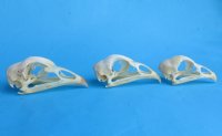 Wholesale chicken skulls for sale 2-3/4" - 3-1/4" - $17.00 each; 6 or more @ $15.00 each