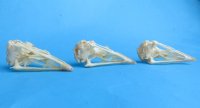 Wholesale chicken skulls for sale 2-3/4" - 3-1/4" - $17.00 each; 6 or more @ $15.00 each