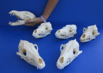 A-Grade Coyote Skull for Sale Wholesale 7-1/2" to 7-3/4"  for $34.00 each 