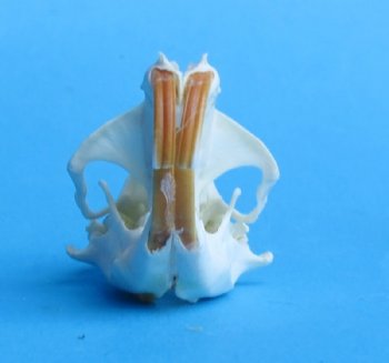 Wholesale gopher skulls for sale 1-1/2" - 2-1/4" (mouth glued shut) $14.00 each (Min: 2); 6 or more @ $12.50 each 