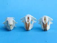 Wholesale gopher skulls for sale 1-1/2" - 2-1/4" (mouth glued shut) $14.00 each (Min: 2); 6 or more @ $12.50 each 