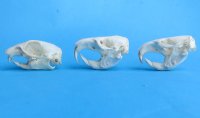 Wholesale gopher skulls for sale 1-1/2" - 2-1/4" (mouth glued shut) $14.00 each (Min: 2); 6 or more @ $12.50 each 