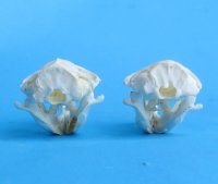 Wholesale gopher skulls for sale 1-1/2" - 2-1/4" (mouth glued shut) $14.00 each (Min: 2); 6 or more @ $12.50 each 