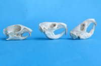 Wholesale gopher skulls for sale 1-1/2" - 2-1/4" (mouth glued shut) $14.00 each (Min: 2); 6 or more @ $12.50 each 