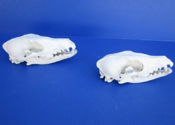 Wholesale African black backed jackal skull - $85.00 each