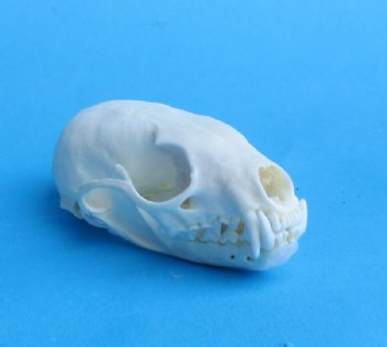 Wholesale American pine martin skulls for sale 2-3/4" - 3-1/2" (mouth glued shut) $22.50 each. 6 pcs @ $20 each