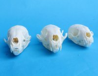 Wholesale American pine martin skulls for sale 2-3/4" - 3-1/2" (mouth glued shut) $22.50 each. 6 pcs @ $20 each