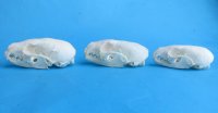 Wholesale American pine martin skulls for sale 2-3/4" - 3-1/2" (mouth glued shut) $22.50 each. 6 pcs @ $20 each