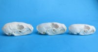 Wholesale American pine martin skulls for sale 2-3/4" - 3-1/2" (mouth glued shut) $22.50 each. 6 pcs @ $20 each