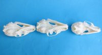 Wholesale American pine martin skulls for sale 2-3/4" - 3-1/2" (mouth glued shut) $22.50 each. 6 pcs @ $20 each