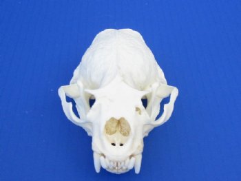 Wholesale A-Grade Otter Skulls for sale 4" to 4-1/2" - $48 each; 6 or more @ $43 each