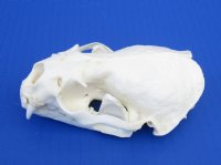 Wholesale A-Grade Otter Skulls for sale 4" to 4-1/2" - $48 each; 6 or more @ $43 each