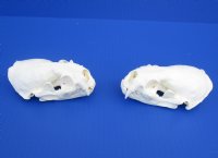 Wholesale A-Grade Otter Skulls for sale 4" to 4-1/2" - $48 each; 6 or more @ $43 each