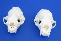 Wholesale A-Grade Otter Skulls for sale 4" to 4-1/2" - $48 each; 6 or more @ $43 each