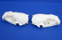 Wholesale A-Grade Otter Skulls for sale 4" to 4-1/2" - $48 each; 6 or more @ $43 each